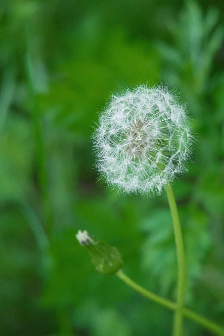 やわらかな緑に包まれた草花